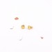 PUCES D'OREILLE SHELL
